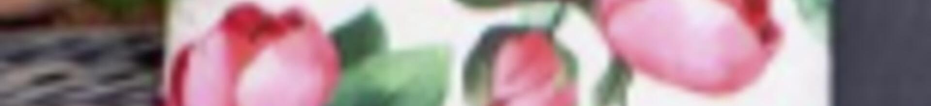 Peony Pink and Green Square Scatter Cushion