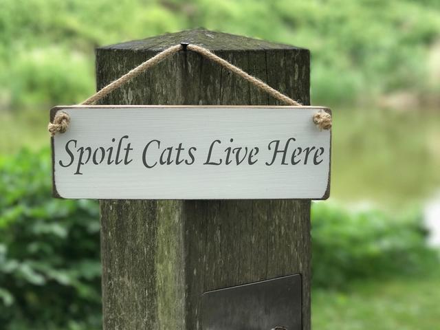 Austin Sloan Spoilt Cats Live Here Wooden Sign