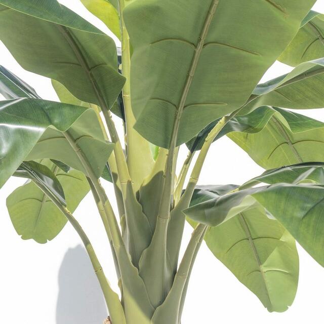 Banana Palm Tree 240cm