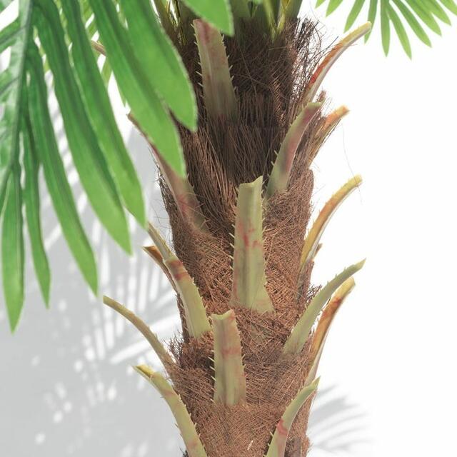 Date Palm Tree 220cm