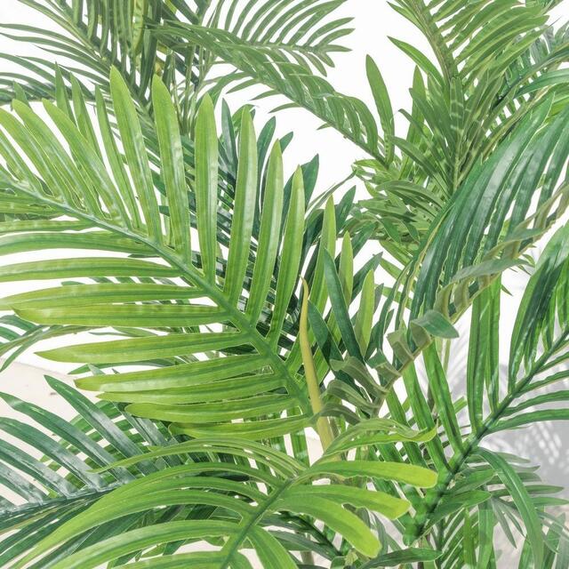 Kentia Palm 165cm