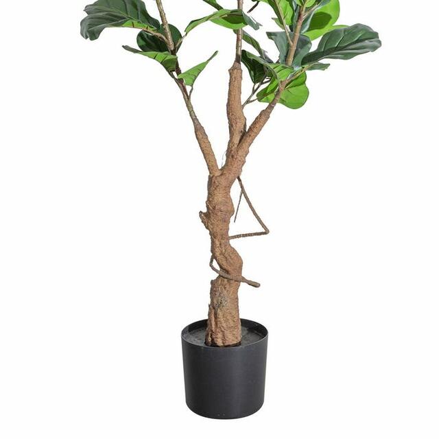 Ficus 160cm