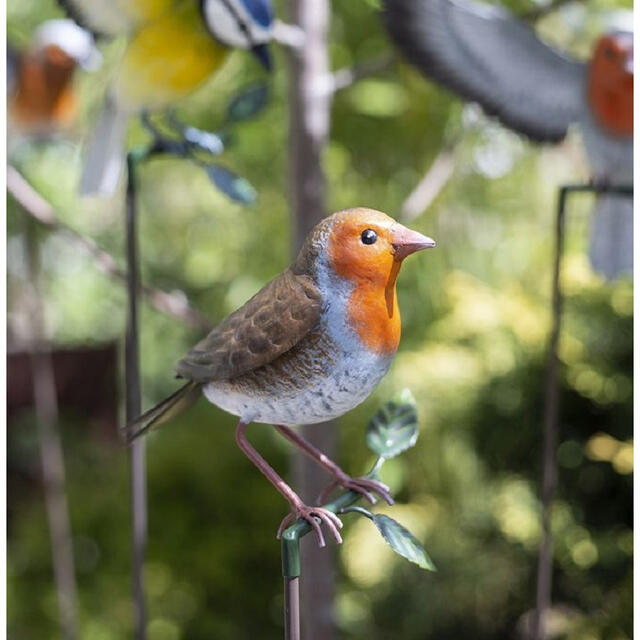 Inquisitive Robin